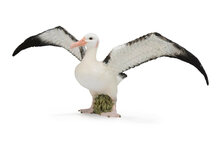 Collecta 88765 Grote Albatros