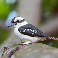 Safari 151129 Kookaburra