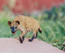 Safari 222629 Hyena