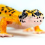 Safari 102504 Leopard Gecko