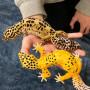 Safari 102504 Leopardgecko