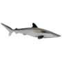 Safari 100208 Silky Shark