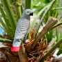 Safari 100201 African Gray Parrot